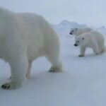 规模最大，四船连发！新华社独家图文详解