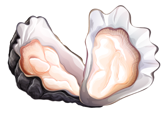 日本广岛牡蛎大规模异常死亡，为何80%至90%在收获前便已死亡？