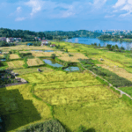 【理响中国·一线探新】产业振兴绘就“诗画田园”