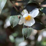 肖凌之：子丑寅卯的追求