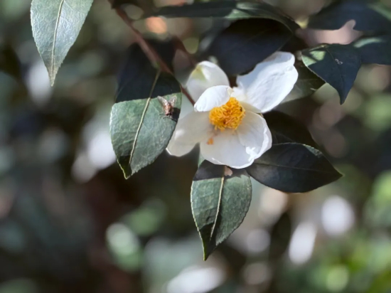 肖凌之：子丑寅卯的追求