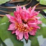 网友转发七蒂睡莲祈愿本月好运