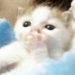 表情包称不再做乖孩子引热议