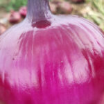 秋冬娃少跑医院，天然抗生素食材，宝妈照着做就对