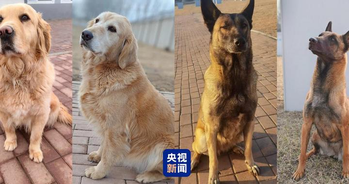 4只退役军犬招募领养 几千个“温暖的家”争相申请 领养它们又需要满足怎样的条件?