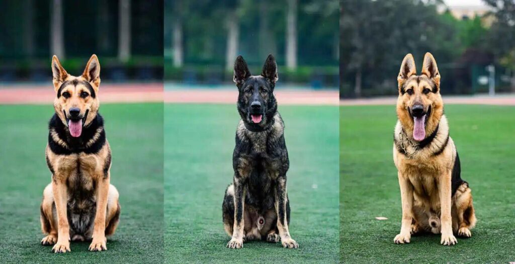 驯导员谈昆明犬：警犬不会演戏 每一次训练都是实战