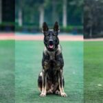 驯导员谈昆明犬：警犬不会演戏 每一次训练都是实战