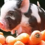 幼儿园拟定开展“黄豆爷爷找宝宝”创意主题活动