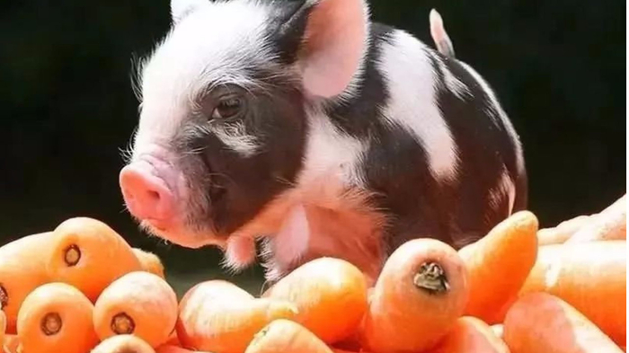 幼儿园拟定开展“黄豆爷爷找宝宝”创意主题活动